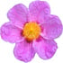 Spanish cistus absolute Orpur